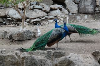 GC-Plalmitos Park 2019-165.JPG